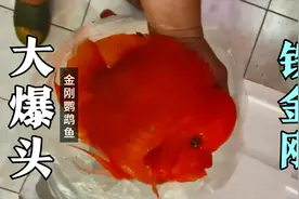 大爆头，铁金刚，这就是金刚鹦鹉鱼，能长到30多厘米，2斤重