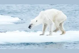 北极将在未来完全消失，北极熊生存现状让人揪心，太可怜了