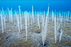 你知道海带是怎么生长的吗？来了解一下这片海底森林吧！纪录片视频封面