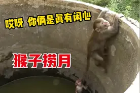 两只小猴子落水，看看大猴子是如何解救的！