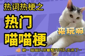 喵喵梗之苹果猫 捂嘴烧猫 客服猫 八嘎猫 popo猫 oiiaioooooiai猫