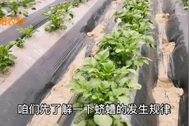 花生、红薯、马铃薯田的蛴螬，用这三种方法防治，治一次管90天视频封面