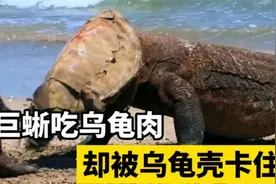 科莫多巨蜥捕食乌龟，结果脑袋却被卡在乌龟壳，让人哭笑不得！视频封面
