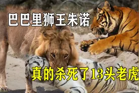 巴巴里狮王朱诺，被授予“万兽之王”称号，真的杀死了13头老虎？视频封面
