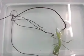 螳螂放进水里后，肚子里会有超长的虫爬出来，这到底是为什么