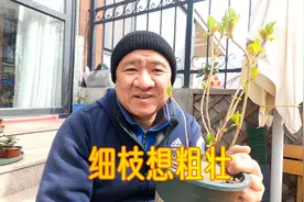 这盆大花绣球的老枝又细又长，怎样能让它的枝条长成又粗又壮？