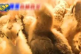 台湾养迷你鸡缓解蛋荒，台民众：它很会下蛋，可”实现吃蛋自由”