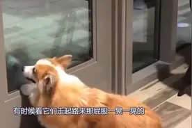 萌娃无意戳中狗子菊花，狗狗的表情失控了，镜头拍下尴尬瞬间视频封面