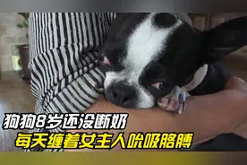 8岁老狗没断奶，对着主人狂吸7年，这也太奇葩了视频封面