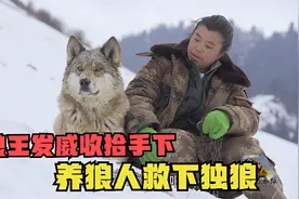 狼群等级制度有多严？狼王发威收拾手下，养狼人赶紧救下独狼！视频封面
