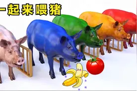 小猪还没吃饭，我们一起来喂猪吧，小猪最后都变成了什么颜色了呢视频封面
