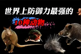 世界上防御力最强的10种动物，你见过核武器都杀不死的物种吗？视频封面