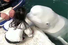 白鲸亲了小女孩一口，接下来女孩的反应，实在是太暖了！视频封面