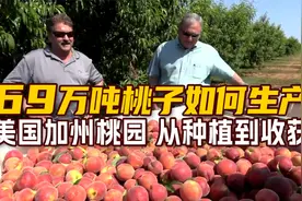 69万吨桃子如何生产？走进美国加州桃园，从种植到收获再到餐桌