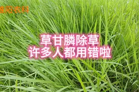 草甘膦除草，许多人都用错啦