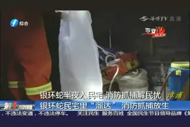 银环蛇半夜在民宅里“溜达”， 男主人心有余悸赶紧报警求助视频封面