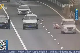 大肥猪掉落高速路面，过路司机停车“捡漏”不成，反被罚款200元视频封面