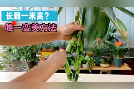 养了几年的富贵竹，长到一米高，唯一的“变美”方法视频封面