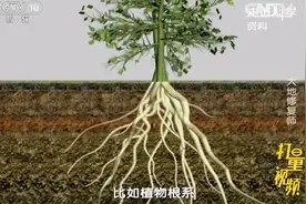 小小根瘤菌竟让荒漠变绿洲？微生物复垦技术有效治理土地贫瘠视频封面