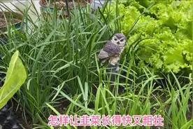 怎样把头发丝一样的韭菜 养得叶片墨绿 又粗又壮 还长得快视频封面