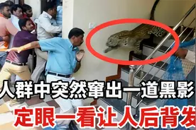 人群中窜出一道黑影，定眼一看后，让人后背发凉！视频封面