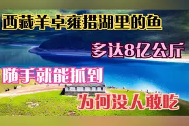 西藏羊卓雍措湖里的鱼多达8亿公斤，随手就能抓到，为何没人敢吃视频封面