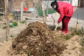 残疾大哥自制农家有机肥，鸭粪泥土混合，自然发酵15天后见分晓视频封面