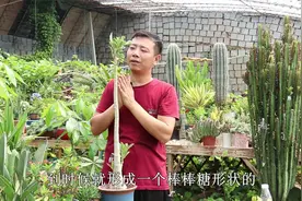 沙漠玫瑰开花漂亮，花期长，如果你喜欢养，做成棒棒糖开花才漂亮视频封面