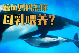 鲸鱼是怎么给幼崽喂奶的？一天竟然能长180斤！