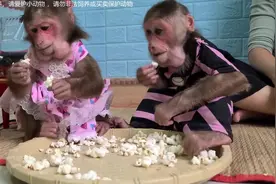 人才女孩，养猴子给小猴这样做爆米花，猴子还很喜欢吃
