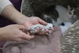 三花猫生了只银渐层宝宝，上午看它还很精神能喝奶，下午就嗝屁了