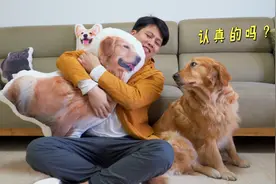 金毛看到自己的“狗型”抱枕，会是什么反应？视频封面