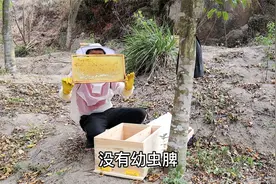 野外收的蜜蜂，该如何放入蜂箱饲养，方法很简单，2分钟即可学会视频封面