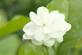 根据茉莉花瓣层数不同，可分为三种，人工栽培多选用双瓣茉莉