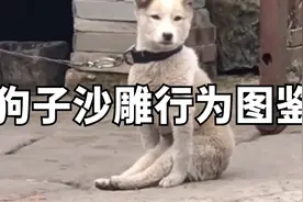 狗子沙雕行为图鉴：伤害性不大，侮辱性极强哈哈哈哈哈视频封面
