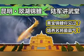 幸运昆明翠湖最贵黄金锦鲤，朱德叶剑英毕业的陆军讲武堂真是宝地视频封面