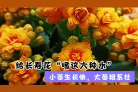 春天给长寿花“喝这六种水”生长旺盛，侧枝多，冬季开花爆满盆视频封面