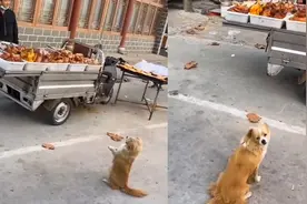 狗子肉摊前作揖讨肉，动作复刻招财猫，狗：这招屡试不爽视频封面