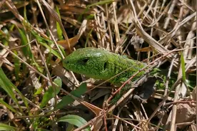 绿色的四脚动物，是国内仅分布于新疆的捷蜥蜴
