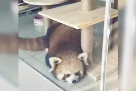 重庆一咖啡馆被爆非法饲养小熊猫，官方已介入调查！