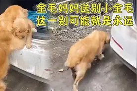 金毛妈妈送别小金毛，最后一次短暂拥抱，这一别可能就是永远
