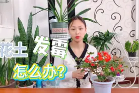 花土里长了白色霉菌怎么办？千万别忽视，否则这花保不住视频封面