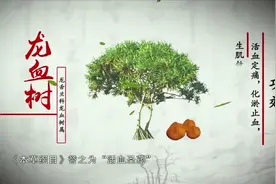 科普中药：龙血树--活血定痛、化淤止血、生肌敛疮！