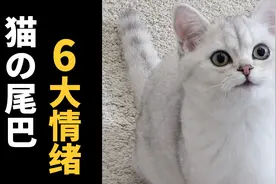 猫的尾巴直挺挺举高高，或甩着左右摆动，是什么意思？吸猫必看！视频封面
