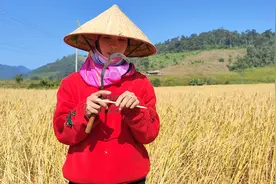 571：我和拜西来她姐姐家割水稻，和她在一起的时光真美好视频封面