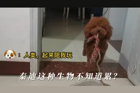 为什么泰迪精力这么旺盛？一天到晚不会累！