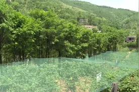 曹溪黄坑村：蓝莓成熟上市视频封面