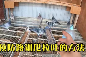 预防路训鸽子甩拉吐，如何喂食很关键，说下我的方法供鸽友们参考视频封面