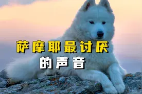 萨摩耶最讨厌的几种声音，劝你搞清楚视频封面