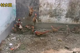 水姐夫这样无天网养殖野鸡，训练的比家鸡还听话！更不用担心飞跑视频封面